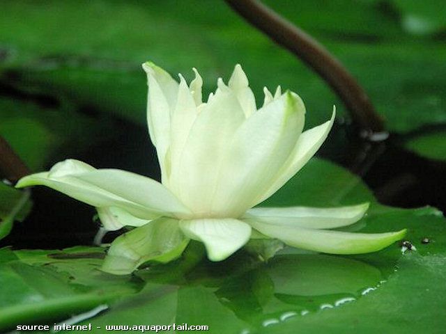 fleur de Nymphaea glandulifera