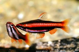 Couple de Nannostomus mortenthaleri