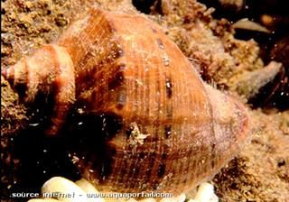 Rapana venosa