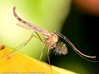 Chironomus plumosus en phase adulte