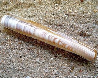Couteau, espce Ensis minor
