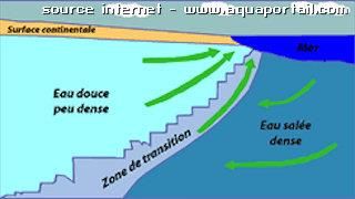 Un biseau sal en schma