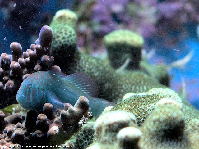 Gobiodon histrio de color turquesa