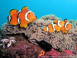 Trio d'Amphiprion percula
