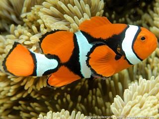 Couleurs noires sur Amphiprion percula