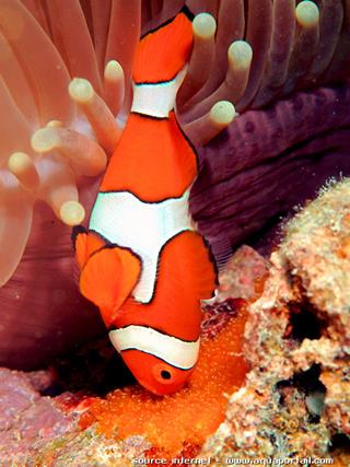 Amphiprion percula mle surveillant la ponte