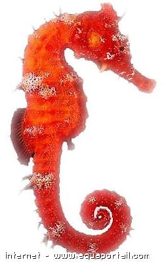 Hippocampe Hippocampus ingens