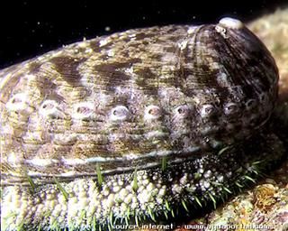 ormeau Haliotis tuberculata