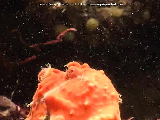 Antennarius coccineus, scarlet frogfish
