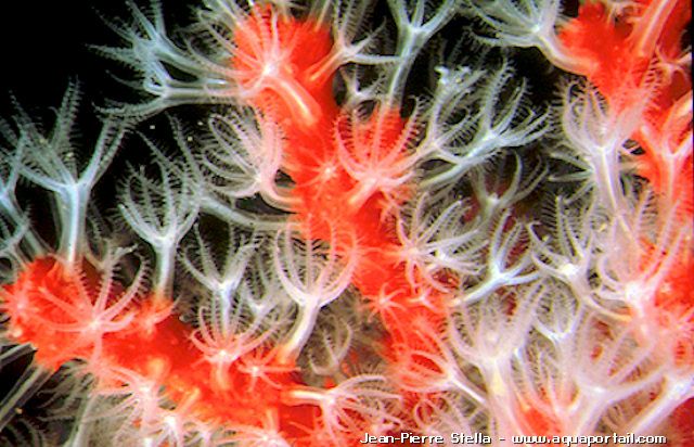 branche de Corallium rubrum