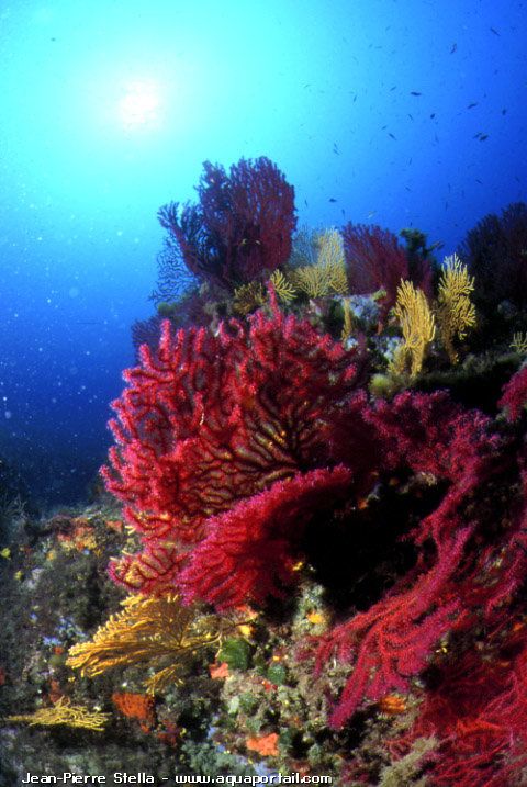 Corallium rubrum, corail rouge dans la mer Méditerranée