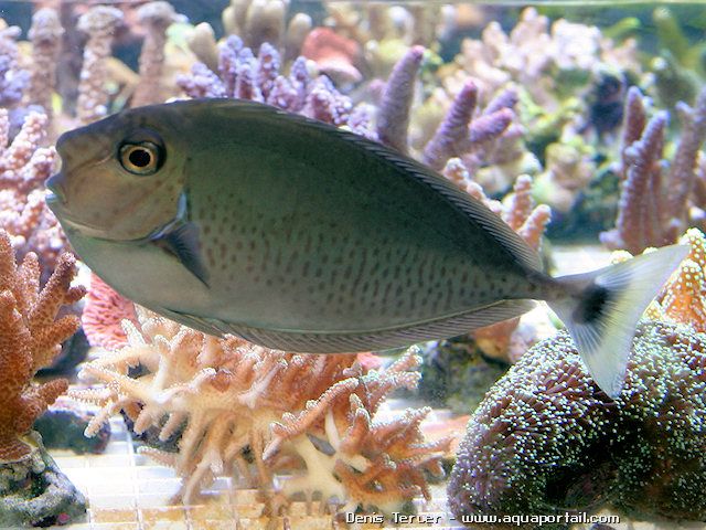 Naso vlamingii juvenile