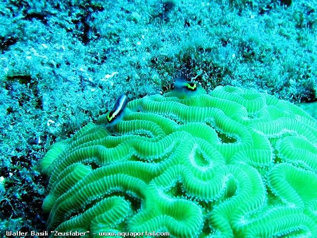 Elacatinus (Gobiosoma) evelynae en couple