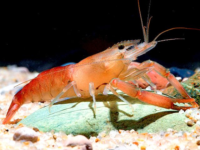 Macrobrachium agwi