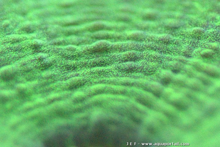 détails de la peau d'une Goniastrea