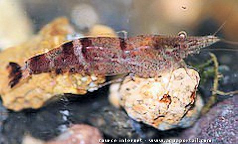 Caridina serratirostris