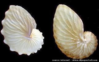 Argonaute