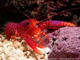 homard Endoplometopus debelius