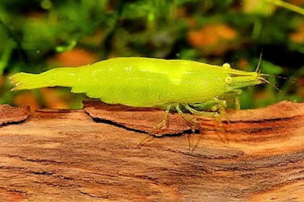 Caridina babaulti basrensis