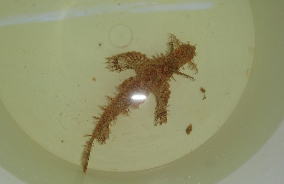 Rhinopias frondosa