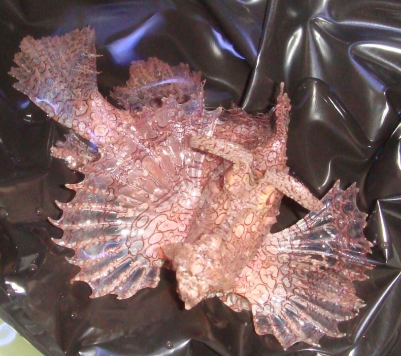 Rhinopias frondosa