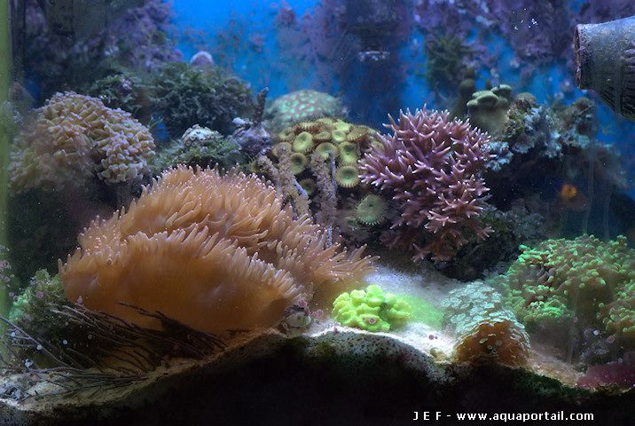 Catalaphyllia jardinei en nano-récifal