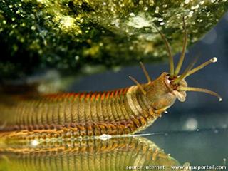 famille Eunicidae (espce Eunice aphroditois)