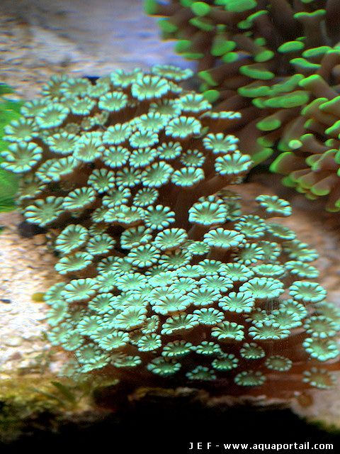 alveopora gigas