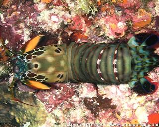 Une squille mante du genre Odontodactylus