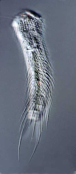 Chaetonotus