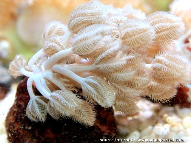 xenia umbellata pumping