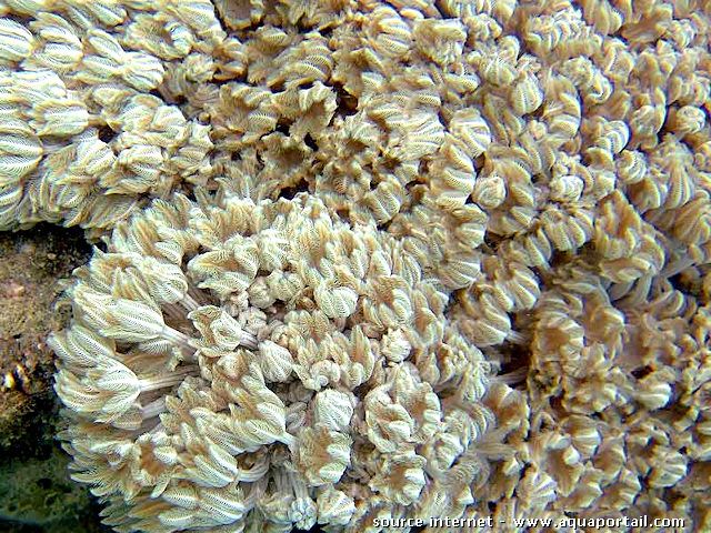 heteroxenia fuscecens, type de xenia pumping
