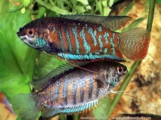 Pareja de Trichogaster fasciata, hembra abajo, macho arriba 