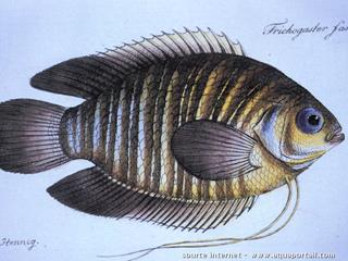 Tablero naturalista de Trichogaster (Colisa) fasciata