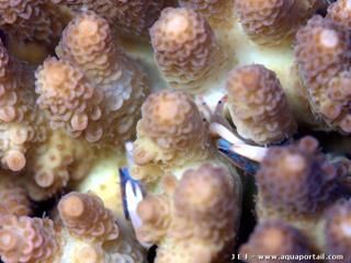 Crabes Tetralia sur Acropora hyacinthus