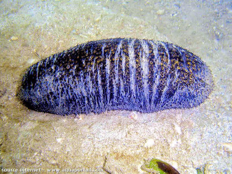 Holoturia scabra negra