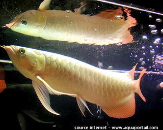 Photo de arowana et ses synonymes. Arowana doré