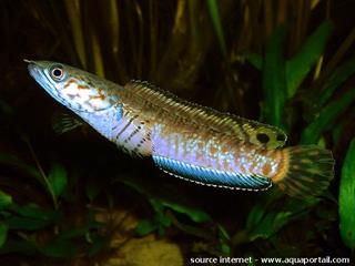Un mle Channa bleheri en aquarium