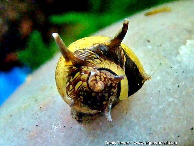 escargot taureau