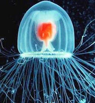 La méduse immortelle, une bonne nouvelle pour la science