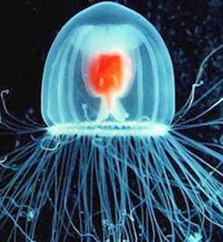 La mduse serait un animal immortel?