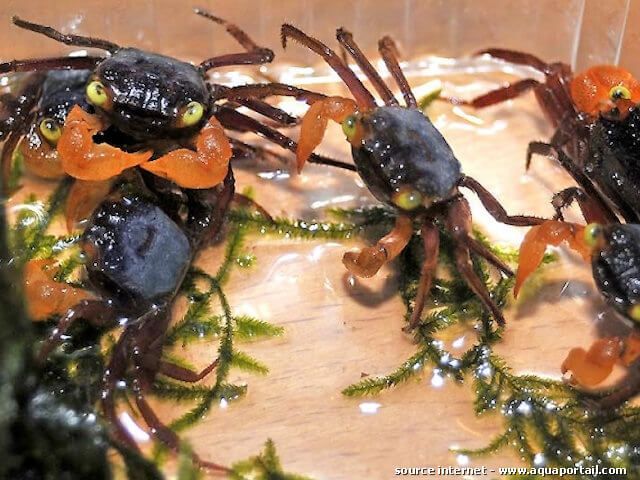 groupe de Geosesarma notophorum