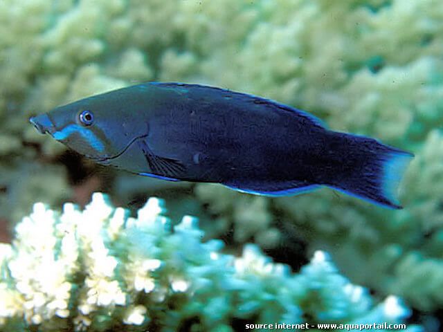 Larabicus quadrilineatus macho