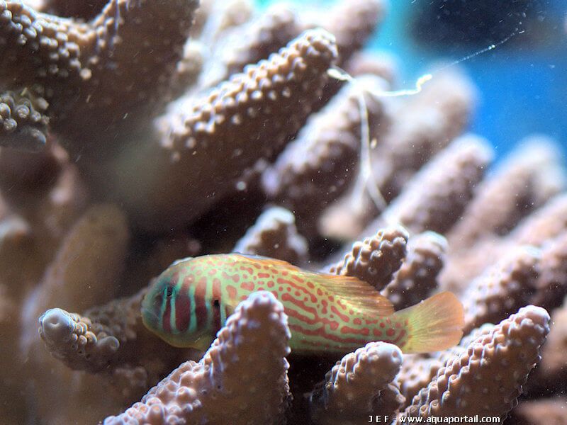Gobiodon histrio dans le corail Acropora cylindrica