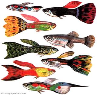 Diverses formes colores de guppys