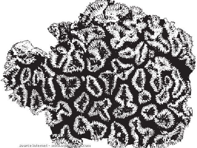 Lobophyllia corymbosa, dibujo en blanco y negro