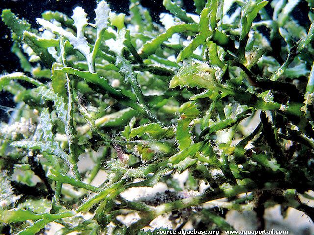 groupe dense de Caulerpa serrulata