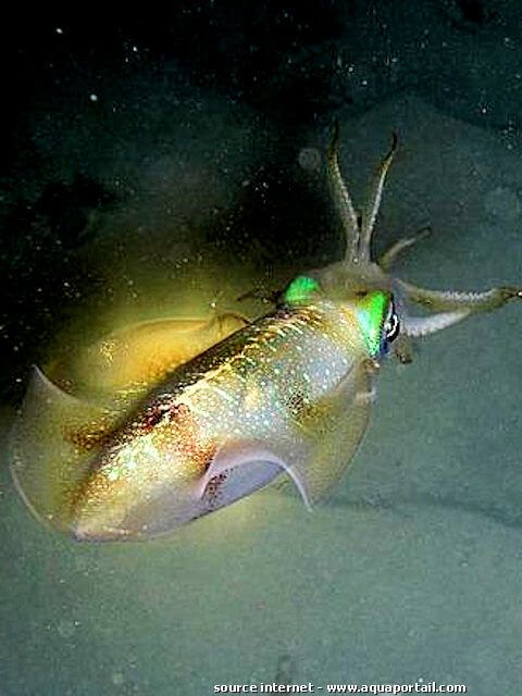 spia, Sepioteuthis lessoniana