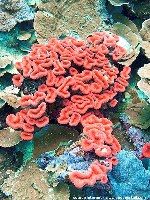 Lobophyllia hemprichii en su entorno natural