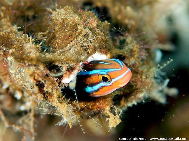 plagiotremus rhinorhynchos dans son trou